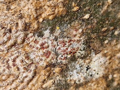 Representative image of Coniocarpon