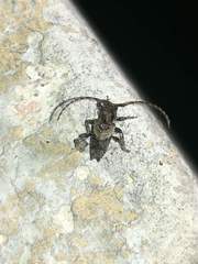 Pogonocherus hispidus