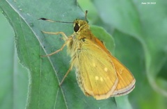 Ochlodes subhyalina