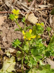 Ranunculus muricatus image