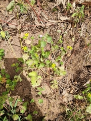 Ranunculus muricatus image