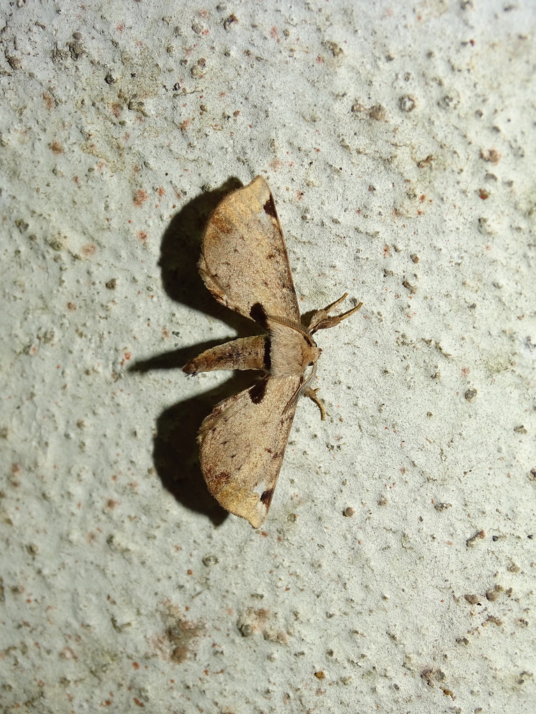 Peabiru lilacina