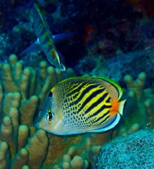 Chaetodon pelewensis