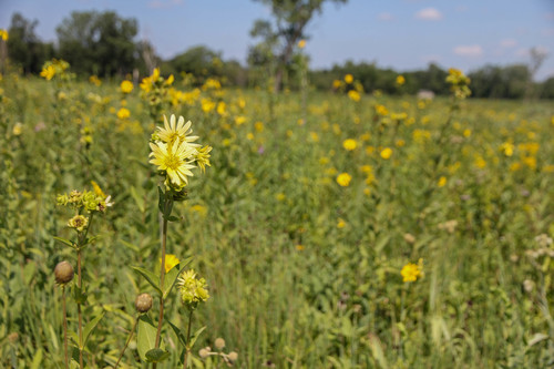 prairie rosinweed