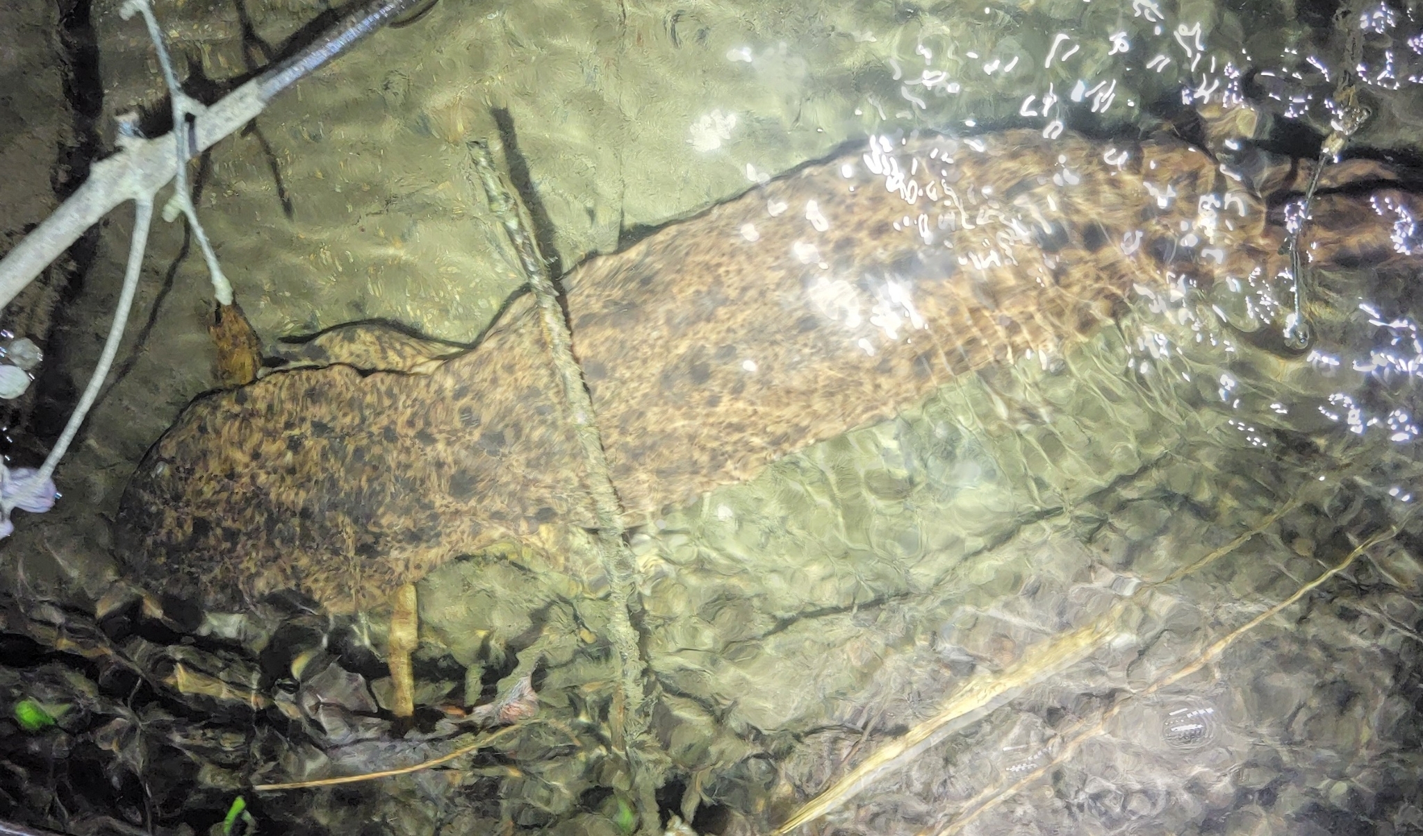 Andrias japonicus (Temminck, 1836)