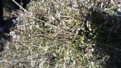 Clematis quadribracteolata