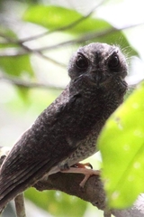 Barred Owlet-Nightjar photo 4