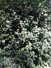 Buxus