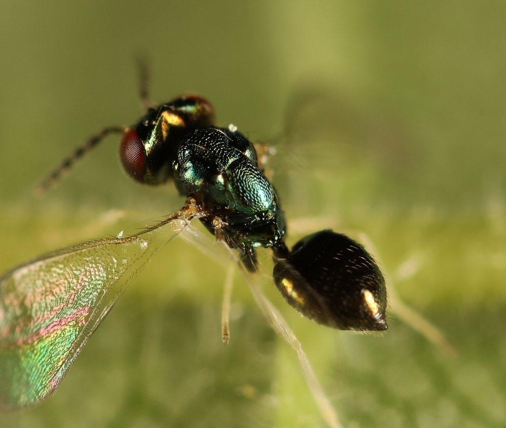 Chrysocharis amyite