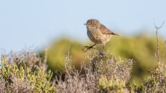 Slender-Billed Thornbill photo 4