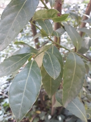 Laurus