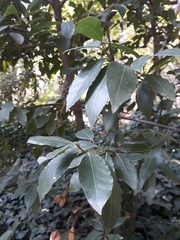 Laurus