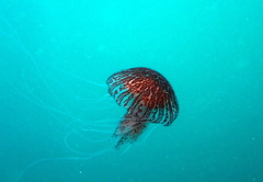 Chrysaora pentastoma