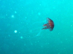 Chrysaora pentastoma