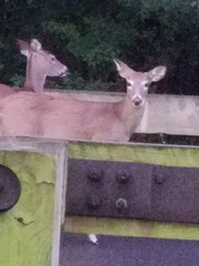 Odocoileus virginianus