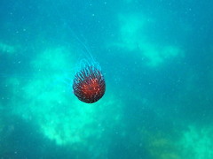 Chrysaora pentastoma