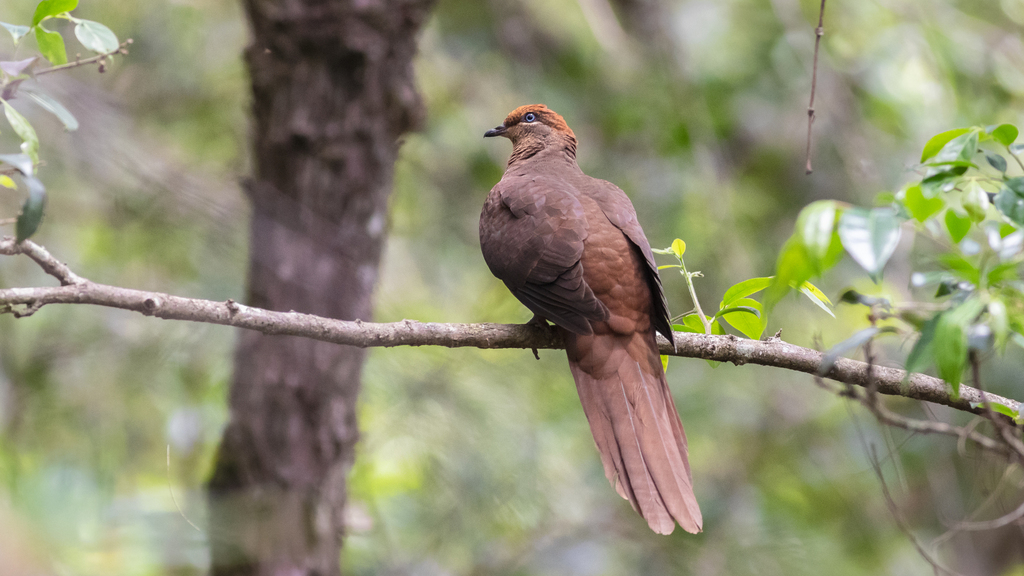 Brown Cuckoo-Dove photo