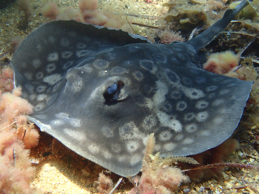 Circular Stingaree