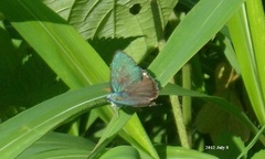 Chrysozephyrus brillantinus