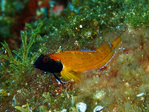 Black-faced Blenny, photo 7 of 7