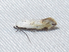 Mea skinnerella