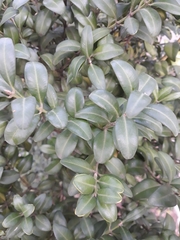 Buxus