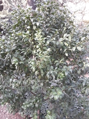 Buxus