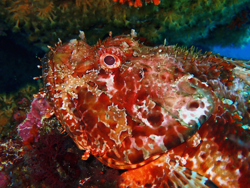 Lipsöz (Scorpaena scrofa)
