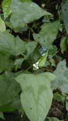 Persicaria biconvexa