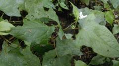 Persicaria biconvexa