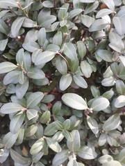 Buxus
