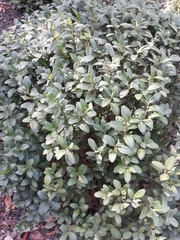 Buxus
