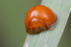 Chilocorus circumdatus