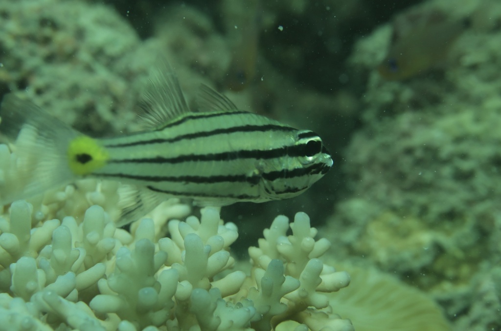 Fivelined cardinalfish