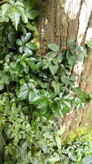 Tetrastigma obtectum