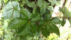 Tetrastigma obtectum