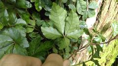 Tetrastigma obtectum