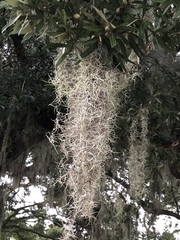 Tillandsia usneoides