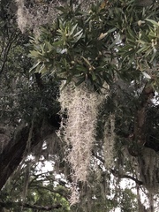Tillandsia usneoides