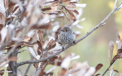 Inland Thornbill photo 2