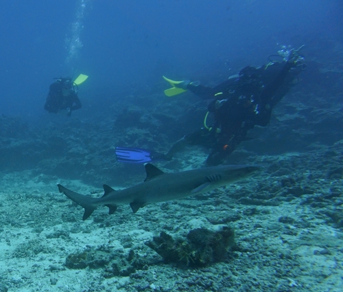 Whitetip Reef Shark