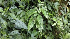 Paraphlomis javanica