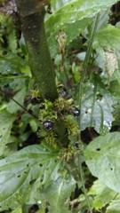 Paraphlomis javanica