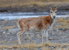 Pantholops hodgsonii