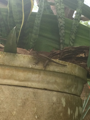 Anolis cooki
