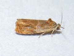 Olethreutes nitidana