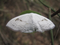 Problepsis digammata