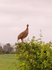 Pternistis leucoscepus