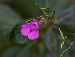 Impatiens textorii