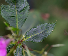 Impatiens textorii
